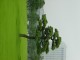 Thumbs/tn_Dsc01611.jpg